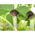 Springfield: Jack in the pulpits in my back yard