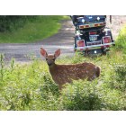 White Haven: A Fawn that was spotted in Hickory Hills