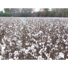 Cedar Bluff: cotton pickin' time in 'bama