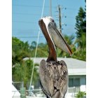 Treasure Island: : My good friend's backyard in T.I. He named his daily visitor "Pelican Bob"