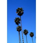 Burbank: : Palm Trees