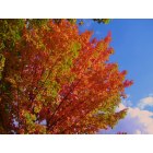 Ironwood: Autumn Blaze