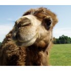 Cassville: Camel at the Promised Land Zoo