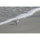 New Smyrna Beach: shore bird