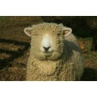 Kiel: Happy Sheep in Ada