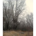 Mapleton: Tree in the Mist