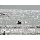 Dunedin: Swooping pelican and friends