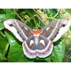 Ellenboro: moth on a bush in ellenboro