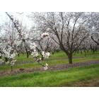 Sanger: Blossom Trail Almond Orchard