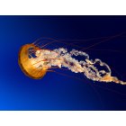 Altadena: jellyfish