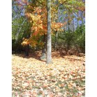 Reedsville: Autumn Leaves
