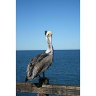 Oceanside: : Pelican on the Oceanside pier