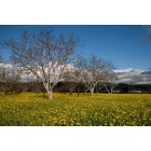 San Jose: : Orchard and Wild Mustard