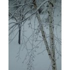Elk River: Beautiful covered trees in the winter.