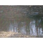 Bowdoin: pair of malard ducks in pond in backyard