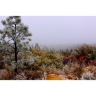 Colorado Springs: Fall Frost at Palmer Park