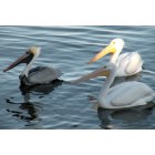 Sebastian: Sebastian - Pellicans
