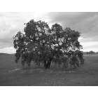 Vacaville: Tree in Black in White from my Cell Phone ( off the back of a horse )