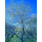 Vacaville: TREE - Sunshine filled day on horseback ride off Browns Valley