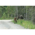Kasilof: moose in our yard