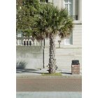 Wilmington: : Palm Trees