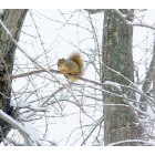 Fairbury: Squirrel on snowy limb
