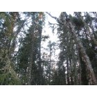 Grand Marais: bay point forest