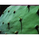 Wellington: cacti