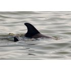 Sebastian: Dolphin mom and baby in the Indian River.