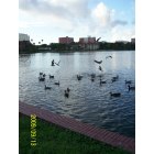 Lakeland: The ducks and swans gather at Lake Morton