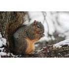 Sherman: : Yikes! My nuts are frozen!