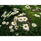 Erie: : Daisies in Erie, PA