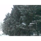 Enola: Snowy trees located on Beaver Road