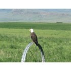 Clyde Park: Eagle on Logan's Ranch, Clyde Park MT