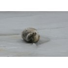 Wells: Harp Seal stopped by Drakes Island for a rest..title..