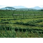 Genola: Just after a spring rain, all the fields look delightfully green.