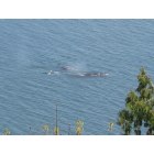 Camano: Camano Island Gray Whales