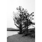 Big Bear: Tree on North Shore