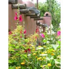 Taos: beautiful hollyhock garden common in Taos, NM