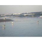 Berlin: Shorebirds on the Beach at Assateague Island (Berlin, Maryland)