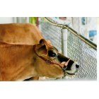 Rochester: Rochester Fair Cows