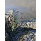 Yachats: Their are plenty of Starfish located in the rocks and water around Yachats. Take the scenic path, north of the Adobe Resort, to the beach and check the rocks out near the ocean to find the beautiful 