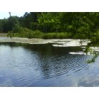 Fordyce: Country pond