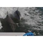 Bokeelia: Dolphins in the wake in Pineisland Sound