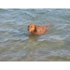 Marysville: My dog retrieving a ball from the St. Clair River