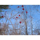 Marysville: Red winter berries