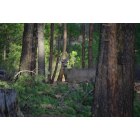 La Pine: Whitetail deer.