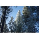 La Pine: Frosty Ponderosa Pine.