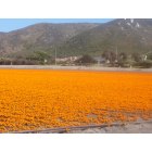 Lompoc: : Marigolds on Baily Avenue in Lompoc, CA
