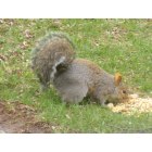 Avoca: One of Avoca's many squirrels. I love feeding them.